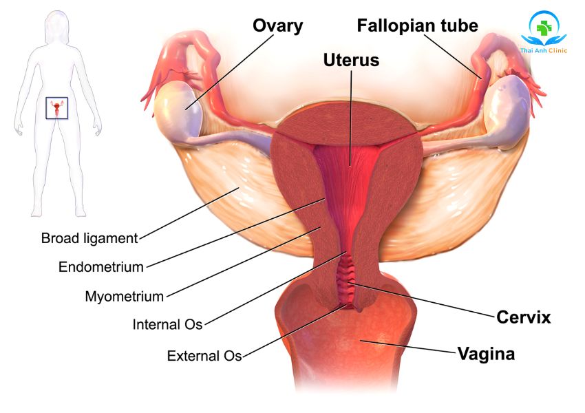 Bệnh phụ khoa (Gynaecological Disease) là những bệnh liên quan tới cơ quan sinh dục nữ.